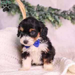 Miller (House training), Mini Bernedoodle Puppy